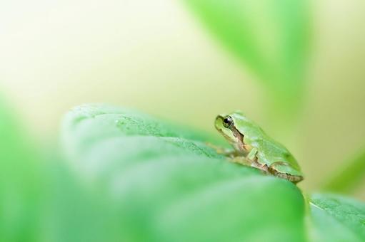 葉の上の横向きの可愛いニホンアマガエル 葉の上の横向きの可愛いニホンアマガエル アマガエル,蛙,可愛いの写真素材