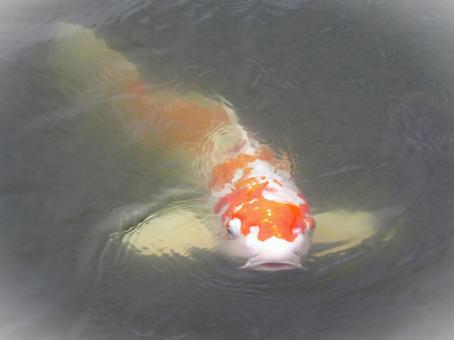 水面に顔を出した鯉 水面に顔を出した鯉の写真