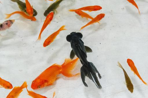 金魚すくい 金魚すくい 金魚すくい,金魚,水槽の写真素材