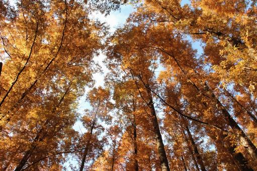 メタセコイア・曙杉 紅葉 メタセコイア・曙杉 紅葉 メタセコイア,自然風景,円錐形の写真素材