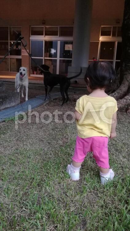愛犬を見つめる女の子 女の子,子ども,後ろ姿の写真素材