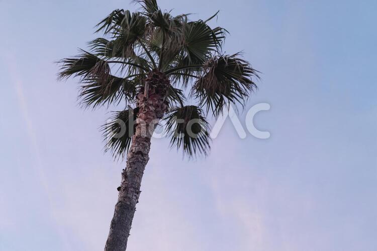 南国の木と焼けた空 南国,き,木の写真素材