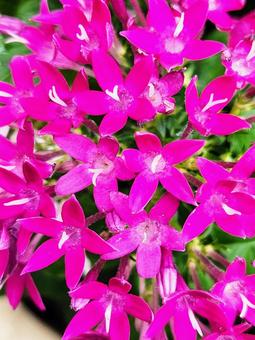 夏花の鉢5 夏花の鉢5 花,ピンク,ペンタスの写真素材