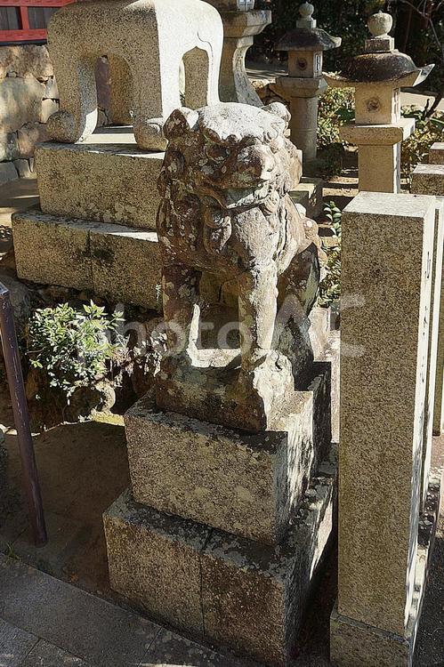 パワースポット宝塚市天満神社⑪　狛犬阿形 兵庫県,宝塚市,天満神社の写真素材