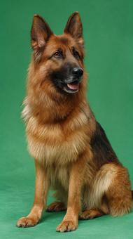 賢い表情のシェパードのポートレートの写真