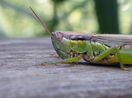 バッタの写真