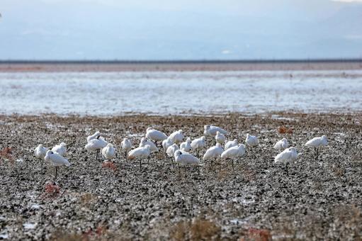 クロツラヘラサギの群れ ヘラサギ,クロツラヘラサギ,鳥の写真素材