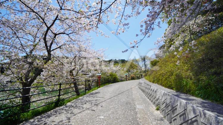 垣生公園さくらさんぽ 垣生公園,公園,花見の写真素材