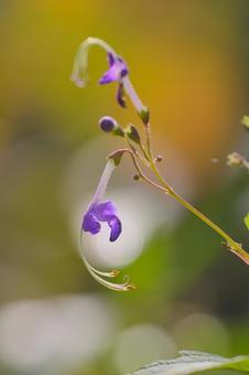 カリガネソウの写真