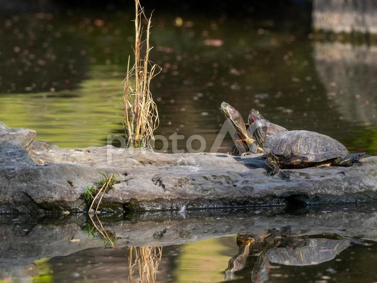水辺のアカミミガメ・ミドリガメ アカミミガメ,ミドリガメ,カメの写真素材