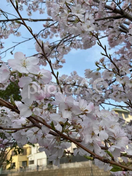 大岡川の桜並木 横浜,弘明寺,大岡川の写真素材