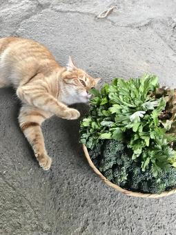 収穫した野菜が気になる猫 収穫した野菜が気になる猫の写真