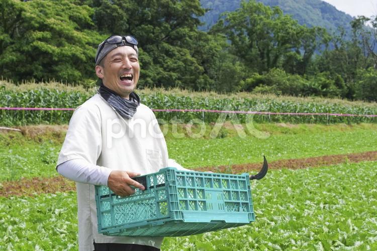 レタスを収穫する男性 農業,農家,田舎暮らしの写真素材
