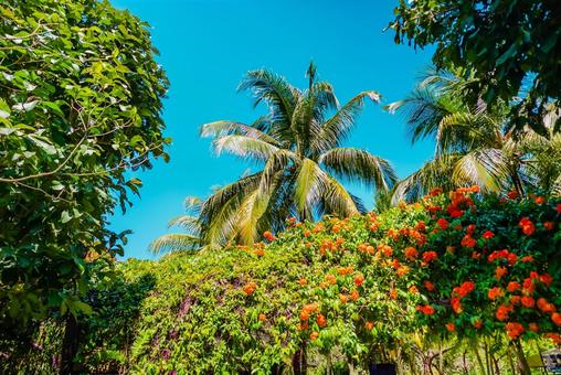 【シンガポール】ガーデンズバイザベイ 【シンガポール】ガーデンズバイザベイ シンガポール,ベイフロント,singaporeの写真素材