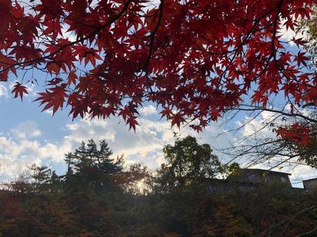 紅葉と青空 紅葉と青空の写真