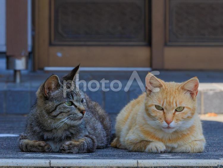 とても仲良しな兄弟猫です。 猫,野良猫,地域猫の写真素材