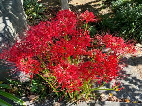 彼岸花 彼岸花 ヒガンバナ,マンジュシャゲ,初秋の写真素材