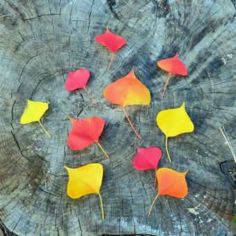 落ち葉あそび（切り株と葉っぱ） 落ち葉,落ち葉あそび,秋の写真素材