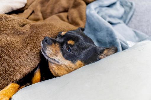 ソファで寝る小型犬(チワワ・ミニピン) ソファで寝る小型犬(チワワ・ミニピン) 犬,わんこ,ペットの写真素材
