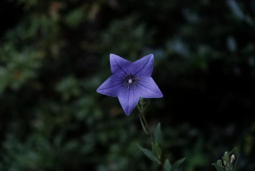 桔梗 桔梗,キキョウ,秋の花の写真素材
