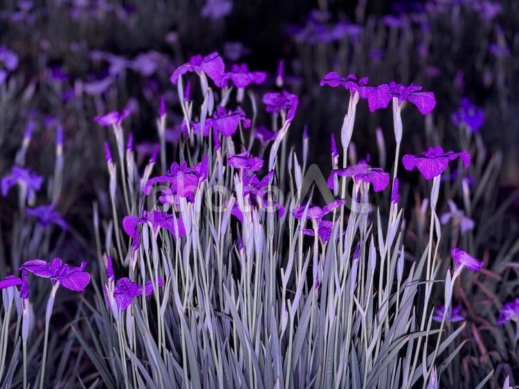 夜の堀切菖蒲園　ライトアップされる花菖蒲 堀切菖蒲園,5月,菖蒲の写真素材