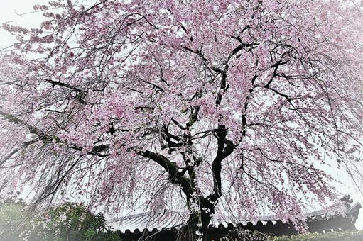 Photo, flower, cherry blossoms, dead brown cherry tree, 