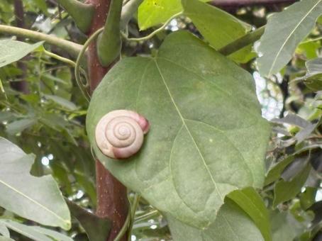かたつむりの写真