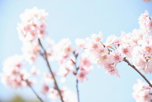 桜花見 桜花見の写真