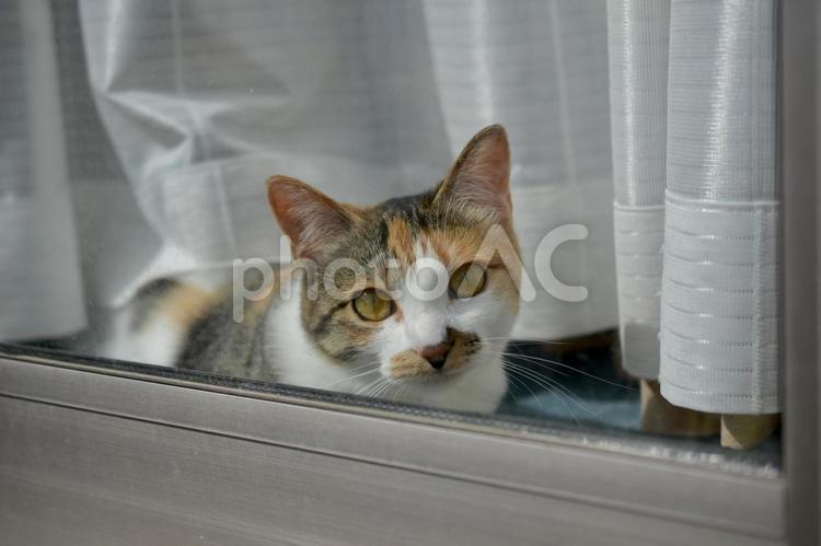 窓越しの三毛猫 猫,ネコ,ねこの写真素材