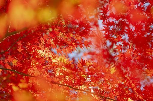 秋の紅葉 秋の紅葉 紅葉,秋,背景の写真素材