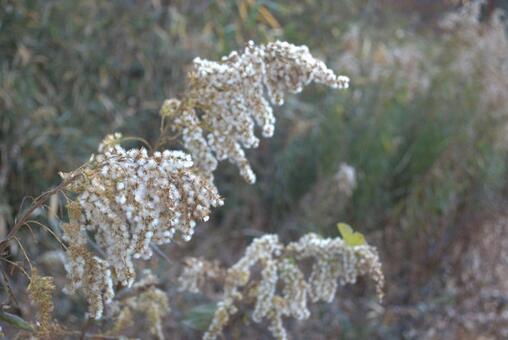 セイタカアワダチソウの種子 冬,風景,自然の写真素材