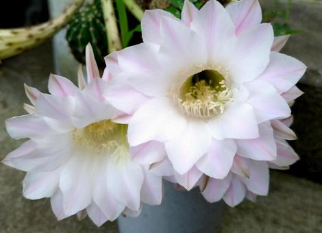 サボテンの花 サボテンの花の写真