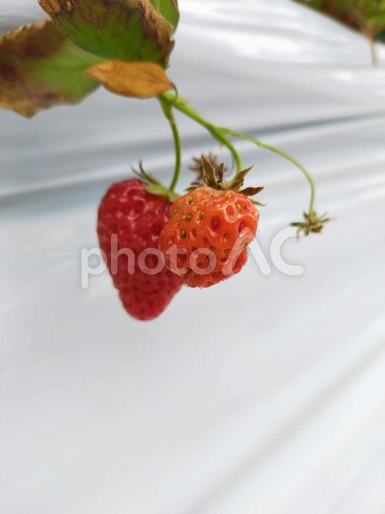 いちご イチゴ,いちご狩り,ハウスの写真素材