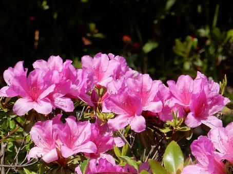 【花の写真】ツツジの花 ツツジ,つつじ,躑躅の写真素材