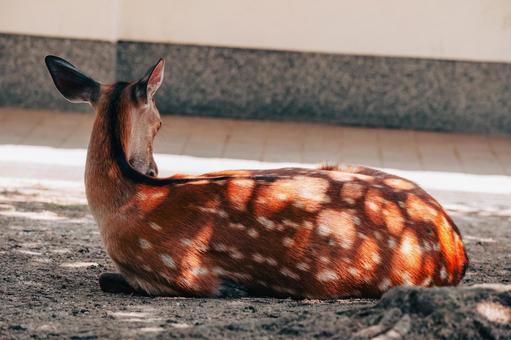 影の縞模様素敵でしょう 影の縞模様素敵でしょうの写真