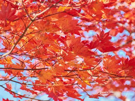 秋、紅葉した鮮やかな楓と青空 秋、紅葉した鮮やかな楓と青空の写真