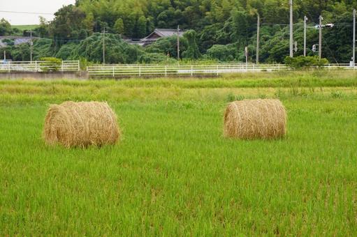 藁ロール 藁ロール 藁,農業,稲の写真素材