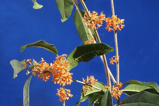 キンモクセイの花 花木,金木犀,クローズアップの写真素材