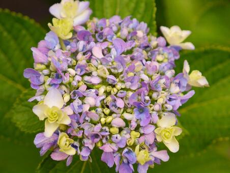 紫陽花 紫陽花の写真
