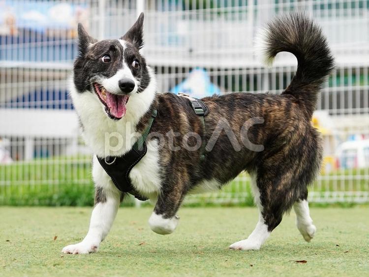 ドッグランで走るウェルシュコーギー 犬,コーギー,ウェルシュコーギーの写真素材
