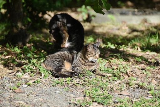 野良猫 野良猫の写真