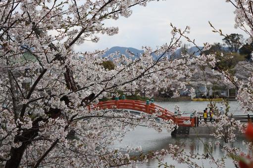 垣生公園 垣生公園の写真