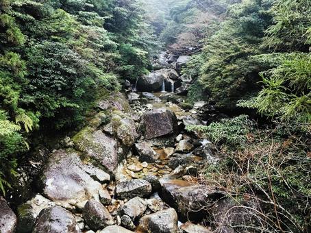 霧の原生林と岩間を流れる清流(屋久島) 霧の原生林と岩間を流れる清流(屋久島) 屋久島,鹿児島県,日本の写真素材