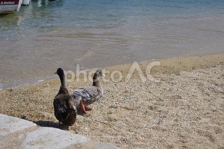 夏のギリシャ　波打ち際のカモ　水鳥 カモ,鴨,水鳥の写真素材