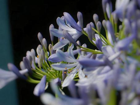 Photo, agapanthus, purple clam, blue, 