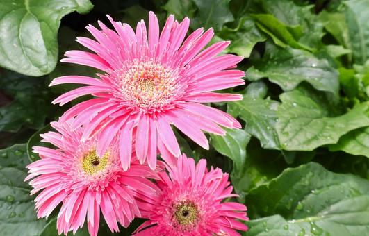 ピンクのガーベラの花 春秋に咲く四季咲き ピンクのガーベラの花 春秋に咲く四季咲き ガーベラ,花,ガーデニングの写真素材