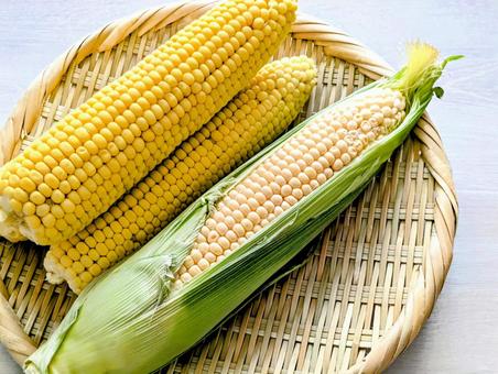採れたての夏野菜(とうもろこし)2 採れたての夏野菜(とうもろこし)2 夏,夏野菜,とうもろこしの写真素材
