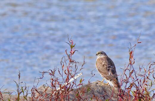 川辺で佇むハイタカ幼鳥 ハイタカ,鷂,灰鷹の写真素材
