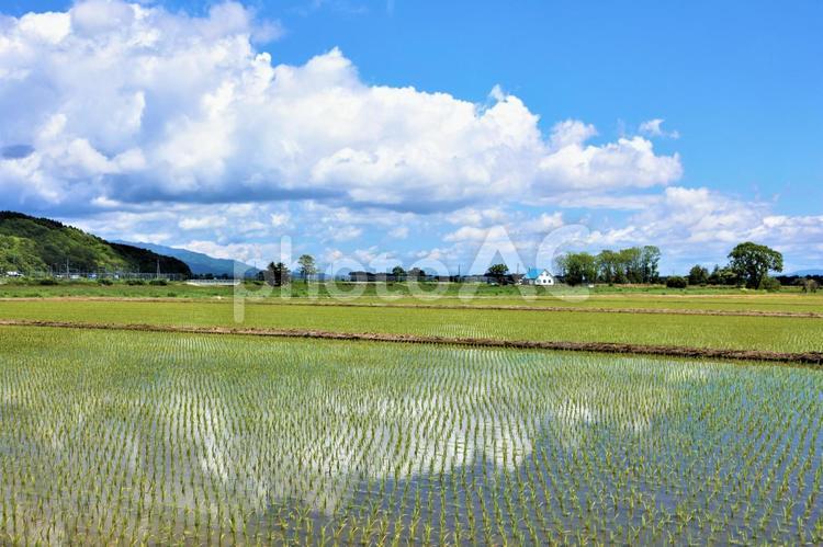 北海道　田植えを終えた田んぼ 北海道,初夏,田の写真素材