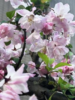 花の木 花の木の写真